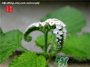 大尾摇的功效和作用,大尾摇的功效和图片