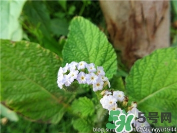 大尾摇草药图片
