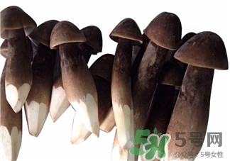 鸡枞菌的禁忌,鸡枞菌功效和禁忌