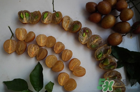 黄皮核的功效和作用及禁忌,黄皮核的功效和作用