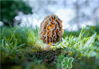 羊肚菌如何挑选,羊肚菌怎么选比较好