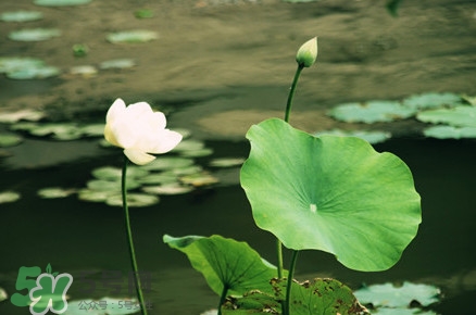 荷叶茶和什么搭配最好减肥,玫瑰荷叶茶有什么功效 荷叶茶和什么搭配最好减肥,玫瑰荷叶茶有什么功效