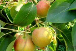 孕妇可以吃南果梨吗,孕妇可以吃南国梨吗?孕晚期