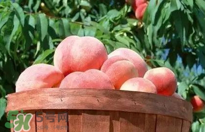 脆桃和软桃,脆桃会变成软桃吗