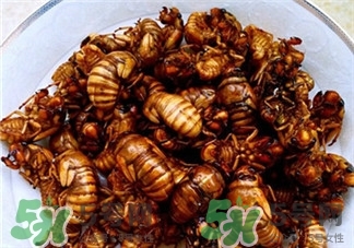 蝉蛹是怎么做的,如何做蝉蛹