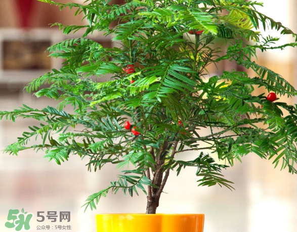 红豆杉叶子枯萎的救治方法,红豆杉枯了怎么救活 红豆杉叶子枯萎的救治方法,红豆杉枯了怎么救活