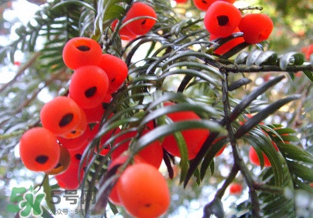 红豆杉果实泡酒的正确方法,干红豆杉果实泡酒方法