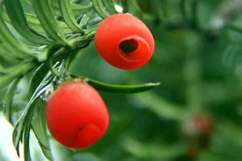 红豆杉能不能直接食用,红豆杉可食用吗 红豆杉能不能直接食用,红豆杉可食用吗