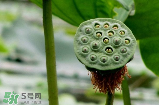 莲蓬是什么季节成熟的,莲蓬是什么意思 莲蓬是什么季节成熟的,莲蓬是什么意思