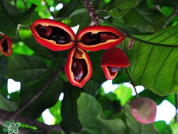 苹婆和假苹婆的区别,苹婆是什么