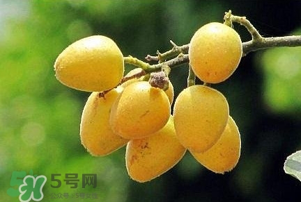 黄皮果哪个品种好吃,黄皮果有几种品种