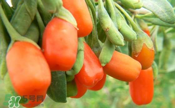 枸杞鲜果保鲜期有多久,新鲜枸杞可以保鲜多久