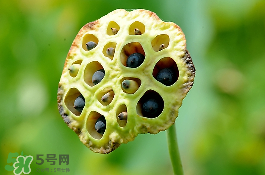 海南莲蓬怎么吃,莲蓬怎么吃 莲蓬的常见吃法