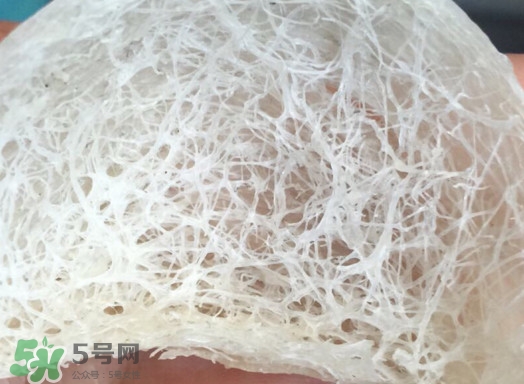 马来西亚的燕窝跟印尼的燕窝有什么区别,马来西亚燕窝和印尼燕窝的营养有区别吗