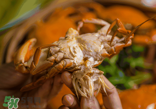 螃蟹几月份吃最好肉最多,螃蟹几月份吃最好