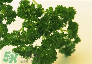 欧芹是不是西芹,欧芹跟西芹有啥区别 欧芹是不是西芹,欧芹跟西芹有啥区别