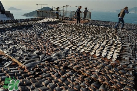 鱼翅是鱼的哪部分,鱼翅指的是鱼的哪个部位