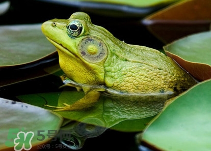 牛蛙和青蛙的区别哪个好吃,田鸡和牛蛙和青蛙的区别