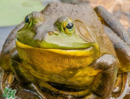 牛蛙什么季节吃最好,牛蛙的季节