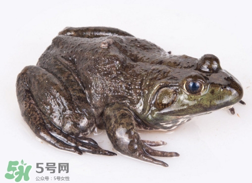 非洲牛蛙是蟾蜍吗,牛蛙是蟾蜍吗