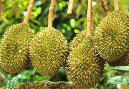 榴莲为什么这么贵呢,榴莲现在多少钱一斤市场价 榴莲为什么这么贵呢,榴莲现在多少钱一斤市场价