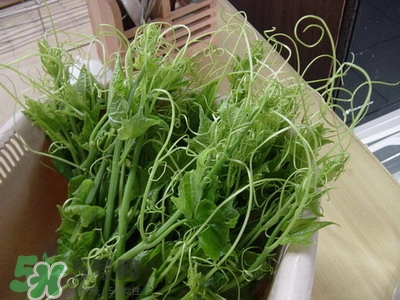 龙须菜的功效作用,龙须菜的功效作用及危害