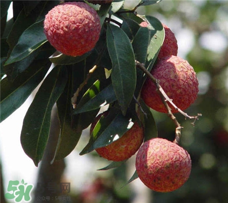 增城挂绿荔枝图片,增城挂绿荔枝母树在哪里