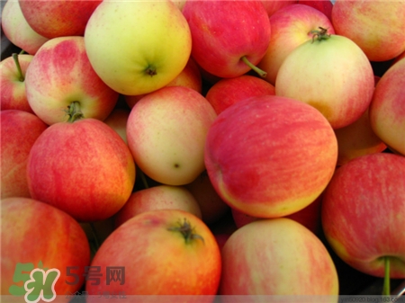 沙果和海棠果的区别图片,沙果和海棠果的区别