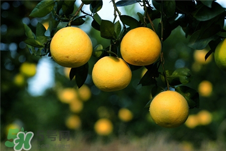 胡柚和西柚的区别图片,胡柚和西柚的区别