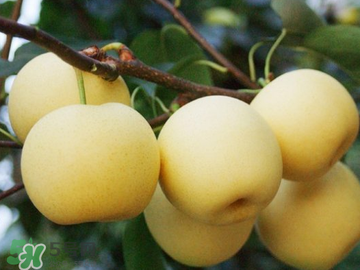 雪梨果汁怎么做,雪梨苹果汁的做法