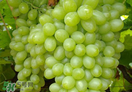 青提是什么季节的,青提是什么味道