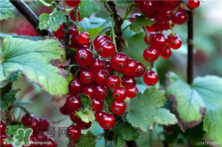 醋栗怎么吃,醋栗怎么吃好吃