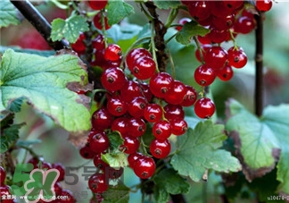 醋栗的功效和作用,醋栗的功效和作用和禁忌