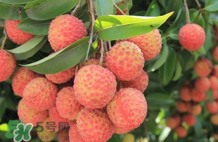 黑叶荔枝的功效和作用,黑叶荔枝的功效作用 黑叶荔枝的功效和作用,黑叶荔枝的功效作用