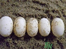 乌龟蛋的食疗作用,乌龟蛋的功效和作用