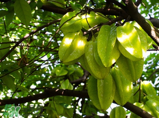 杨桃可以放冰箱保存吗?,杨桃冷藏还是常温保存