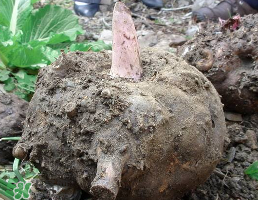 如何挑选魔芋粉,如何挑选魔芋