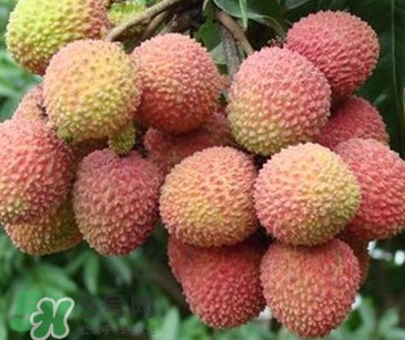 从化荔枝什么时候开花,广东荔枝什么时候开花