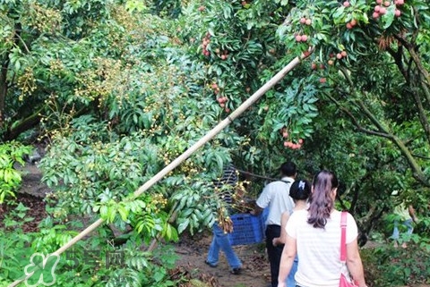 从化哪里可以摘荔枝,从化特产荔枝 从化哪里可以摘荔枝,从化特产荔枝