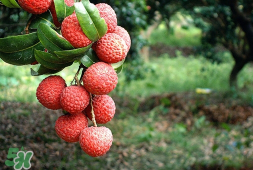 从化荔枝,增城荔枝介绍