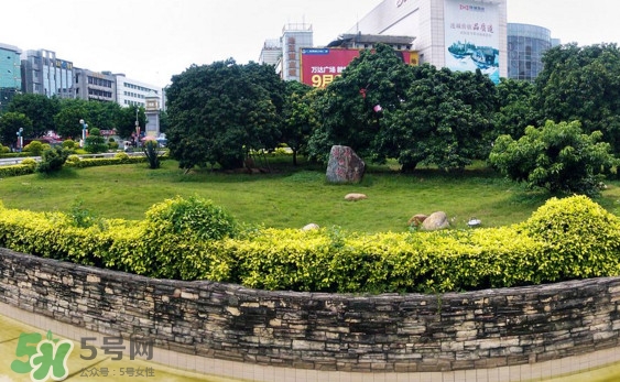 挂绿荔枝的历史故事,挂荔枝有什么含义