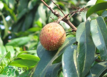 绿色的荔枝叫什么,挂绿荔枝图片