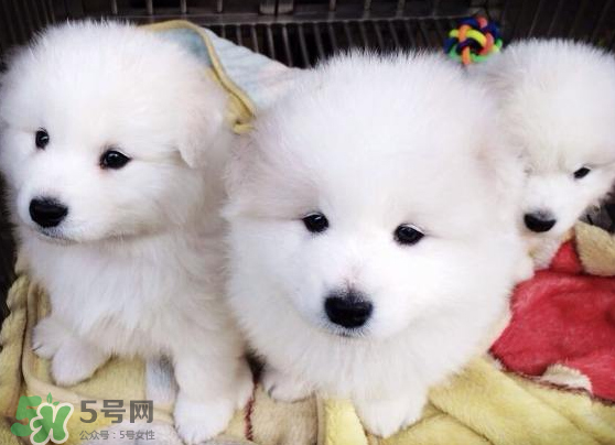 萨摩耶吃什么牌子的狗粮好,萨摩耶专用狗粮哪个牌子好