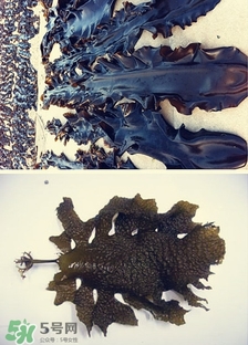 昆布是海带吗?,昆布跟海带有什么区别