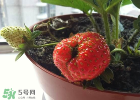 草莓的生长环境和条件,草莓的生长环境和生长特征 草莓的生长环境和条件,草莓的生长环境和生长特征