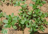 马蜂菜什么人不能吃,马蜂菜的功效和作用禁忌 马蜂菜什么人不能吃,马蜂菜的功效和作用禁忌