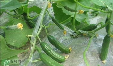 水果黄瓜种植的方法,水果黄瓜怎么种植方法