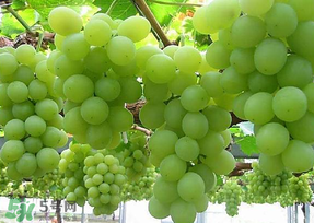 提子酸怎么吃,提子酸了还能吃吗