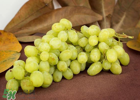 青提和葡萄的区别,青提和葡萄的区别营养