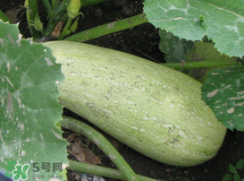 西葫芦有什么功效,西葫芦的功效及副作用